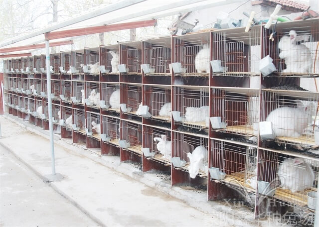 長毛兔養(yǎng)殖